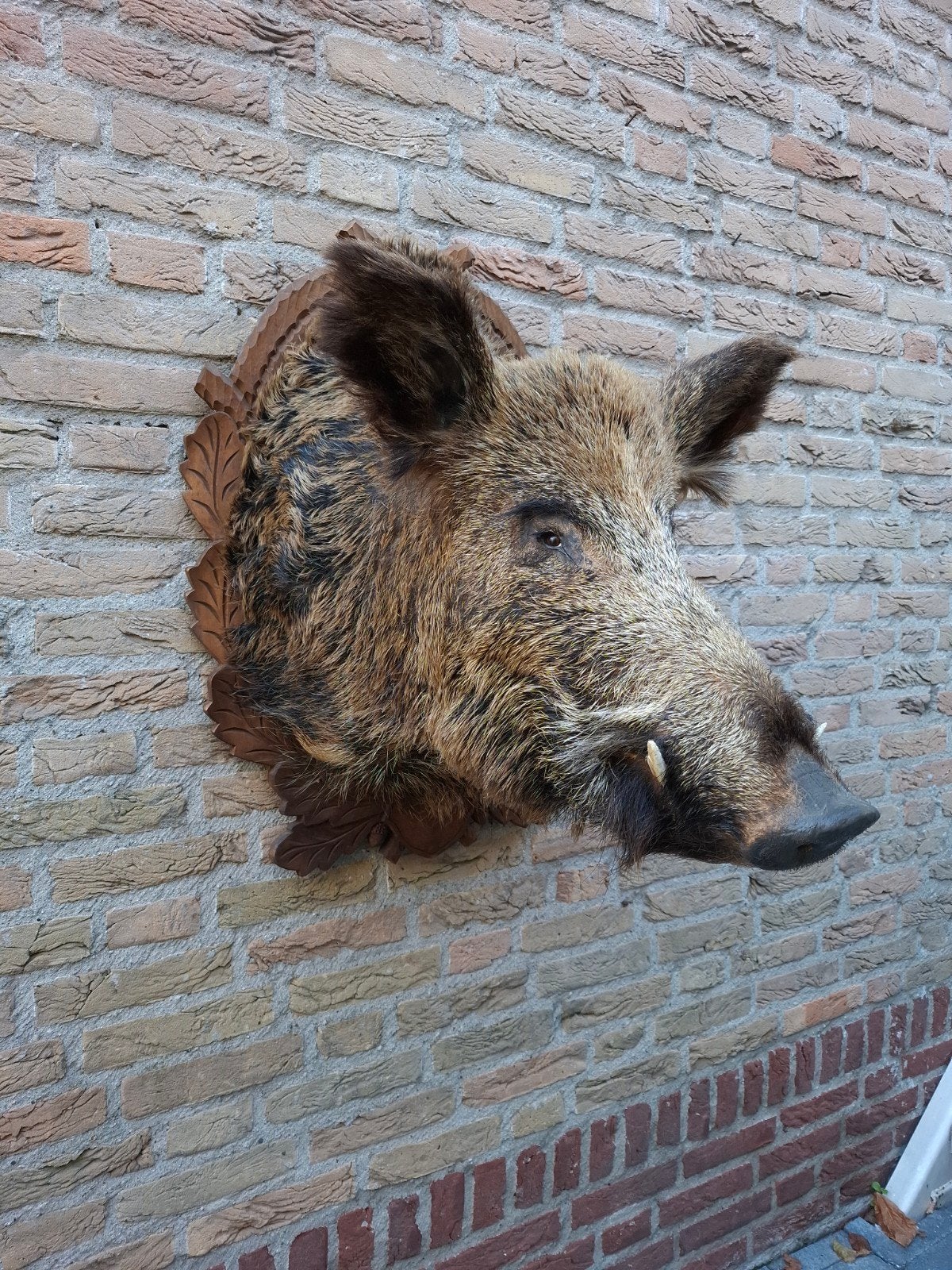 grote opgezette kop zwijn taxidermie schedel gewei jacht, Ophalen, Wild dier, Gewei of Kop
