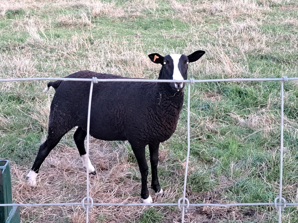 Zwartbles lammeren en jaarling ooi., Animaux & Accessoires, Moutons, Chèvres & Cochons, Plusieurs animaux, Mouton, 0 à 2 ans