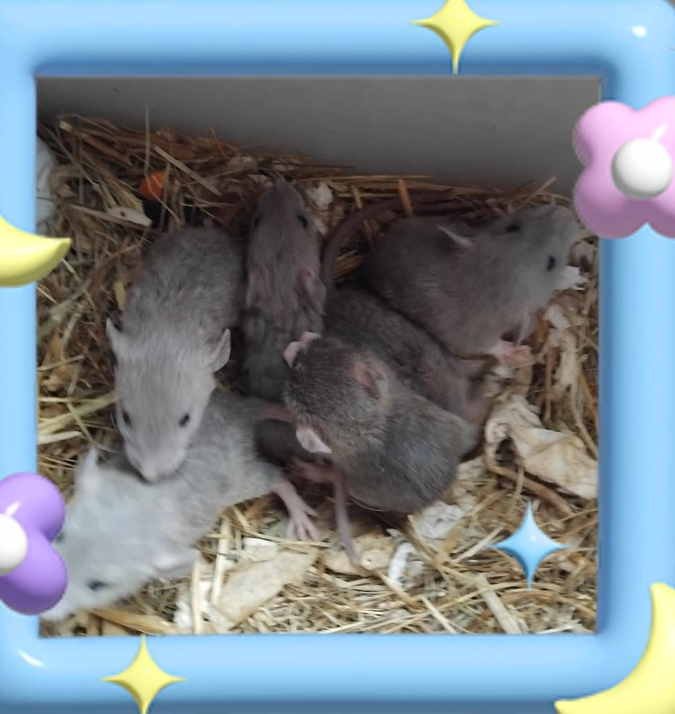 Tamme dwergratjes, Dieren en Toebehoren, Knaagdieren, Mannelijk, Rat, Maart, Tam