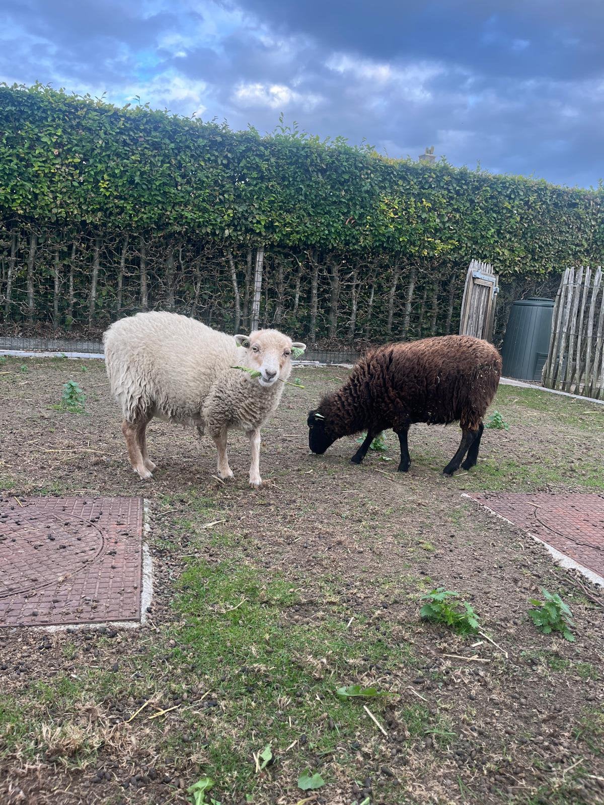2 Ouessant schaapjes te koop, Schaap