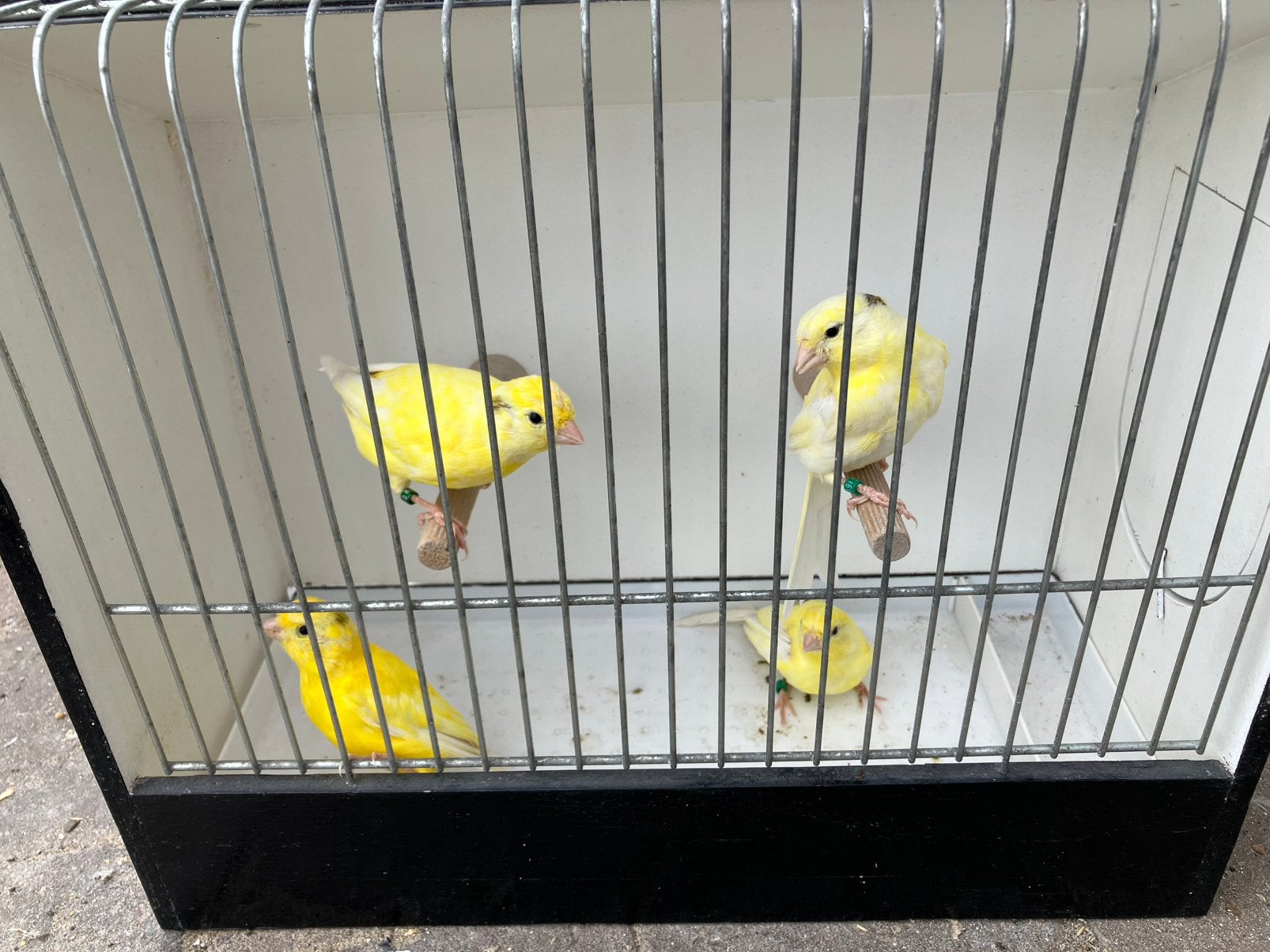 Geel bonte kanaries, Dieren en Toebehoren, Vogels | Kanaries, Meerdere dieren, Kleurkanarie