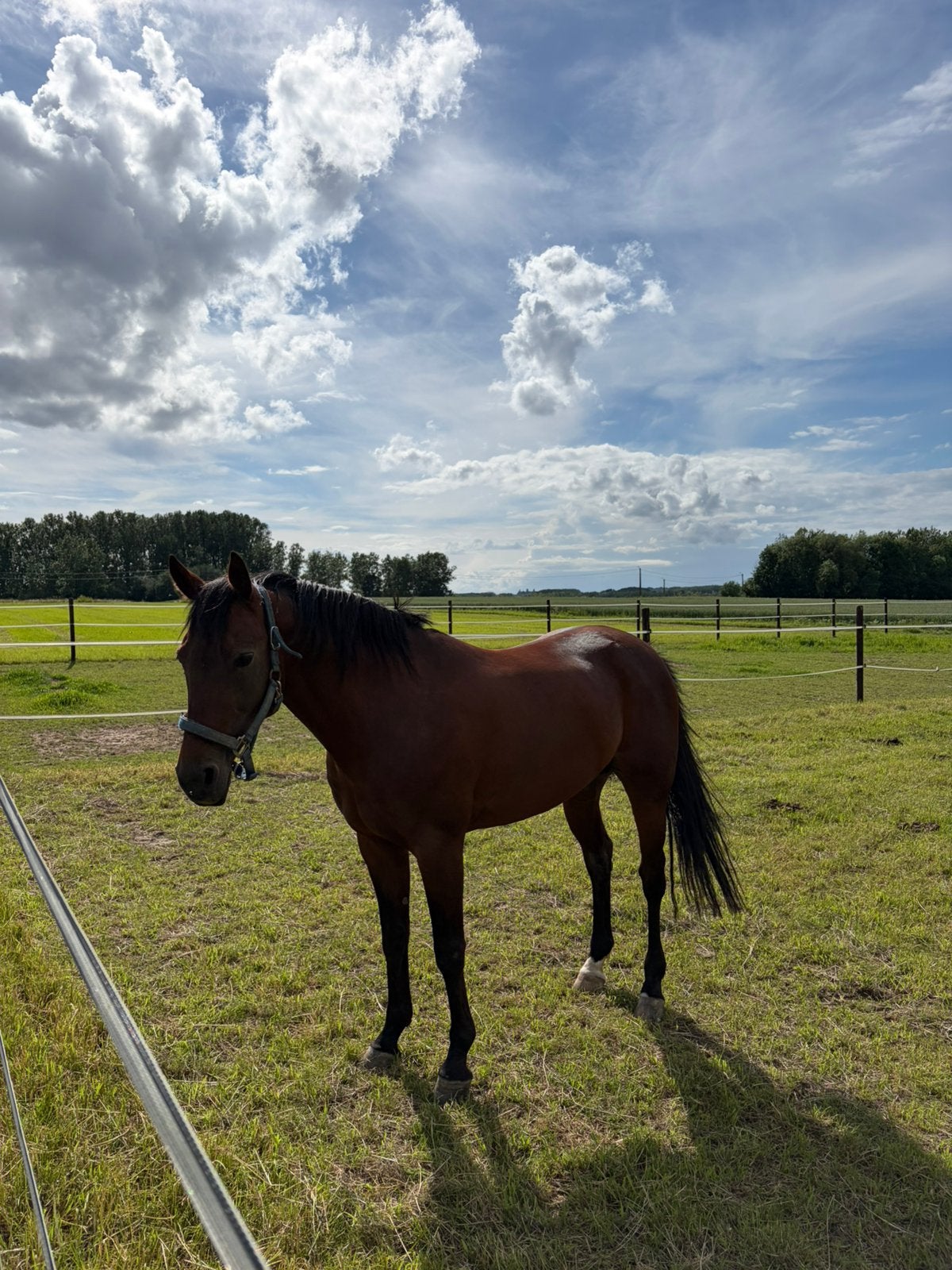 Mooi geblokt paard, Animaux & Accessoires, Chevaux, Étalon
