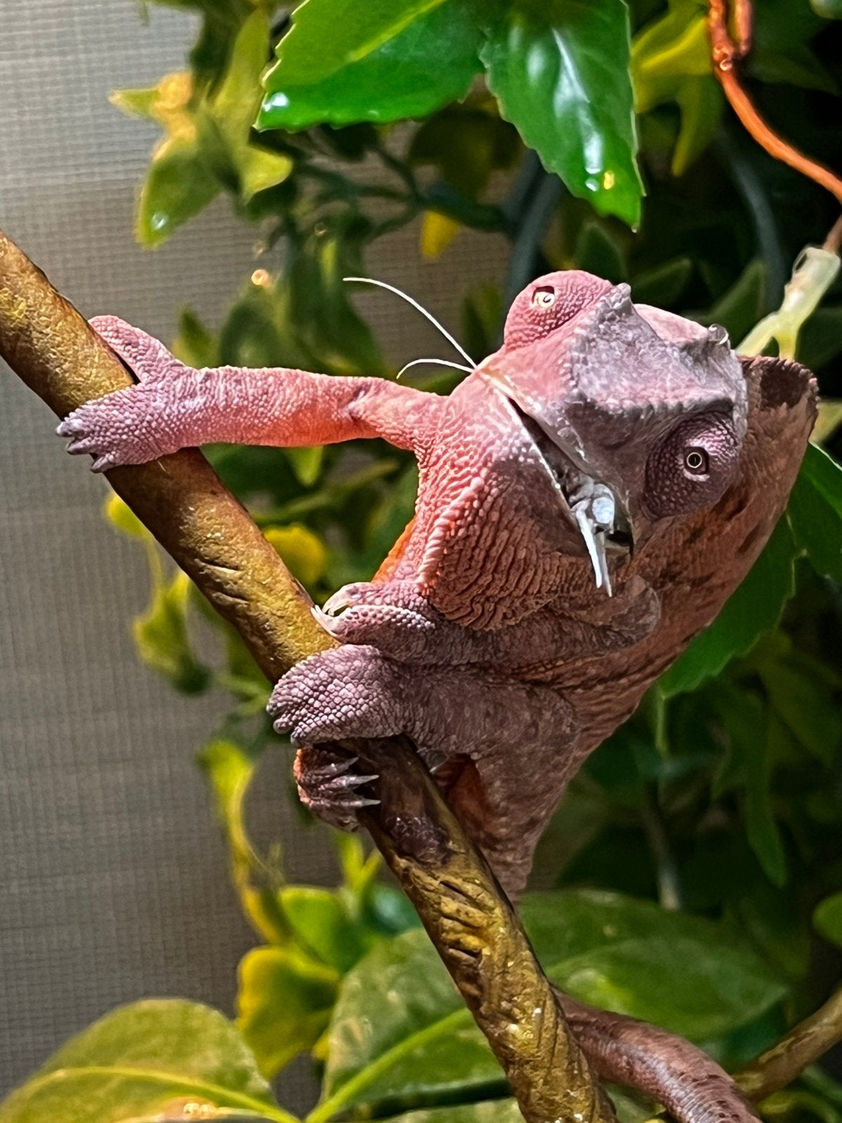 Panterkameleon vrouwtje, Dieren en Toebehoren, Met terrarium, 0 tot 2 jaar