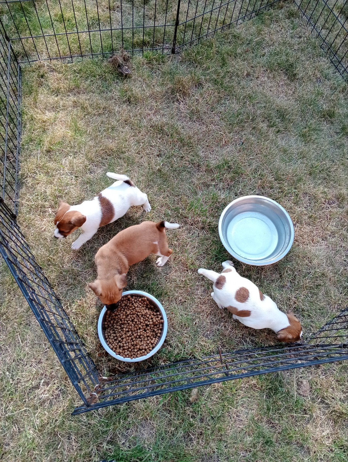 Jack Russel reutjes, Chien (mâle), Belgique, Plusieurs, Jack Russel Terrier