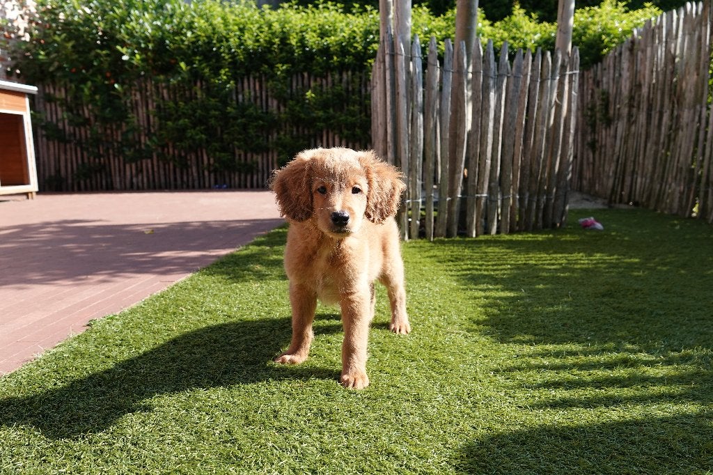 Chiots Apricot Labradoodle (type labrador), avec pedigree, Animaux & Accessoires, Chien (mâle), Maladie de Carré (chiens), Autres races