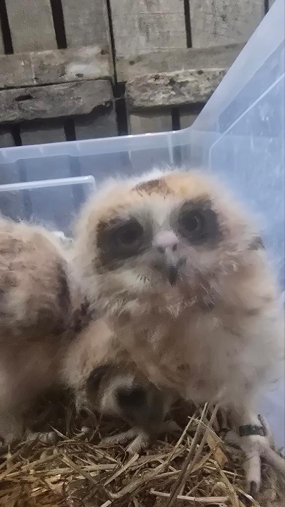 jonge boeboekuilen, Dieren en Toebehoren