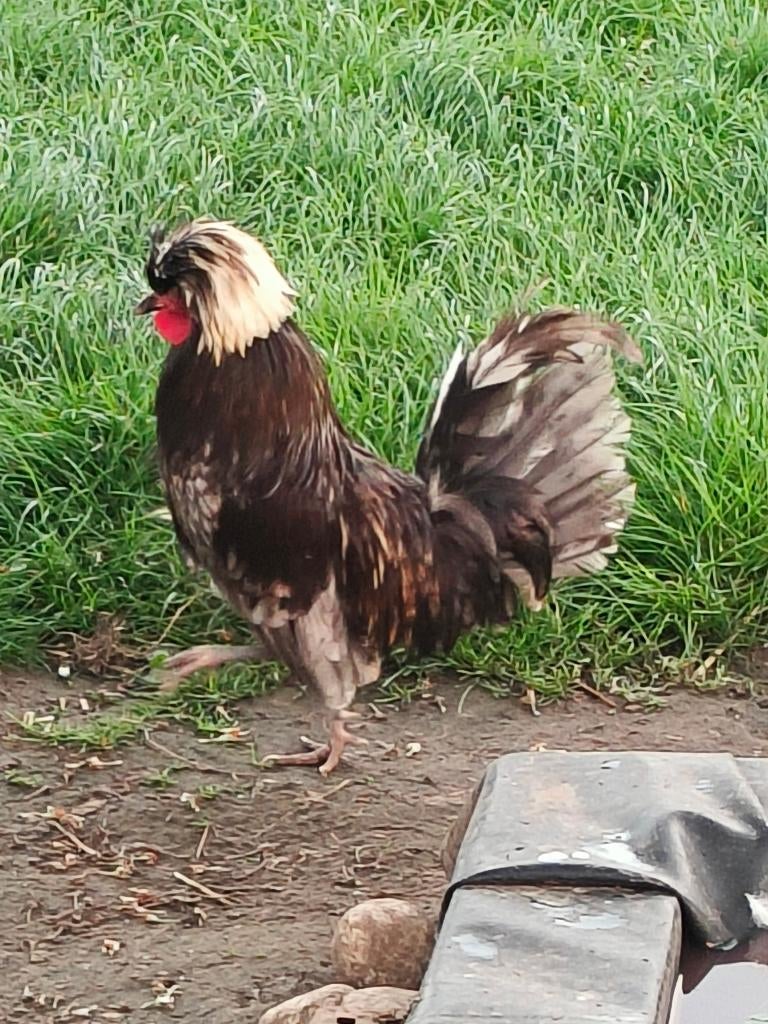 Haan Hollandse Kuifhoen te koop, Dieren en Toebehoren, Pluimvee, Mannelijk, Kip