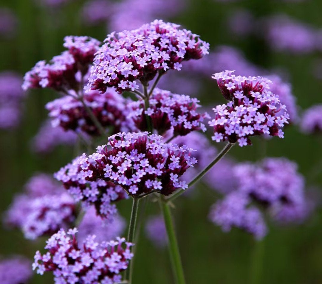 verbena bonariensis 1 euro per potje, Ophalen, Volle zon