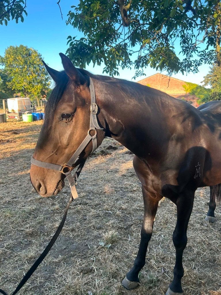 Jonge Spanjaard, Dieren en Toebehoren, Paarden