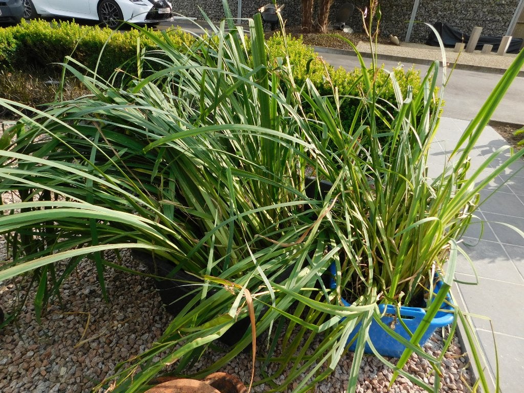 gele irissen vijver, Tuin en Terras, Ophalen, Zo goed als nieuw