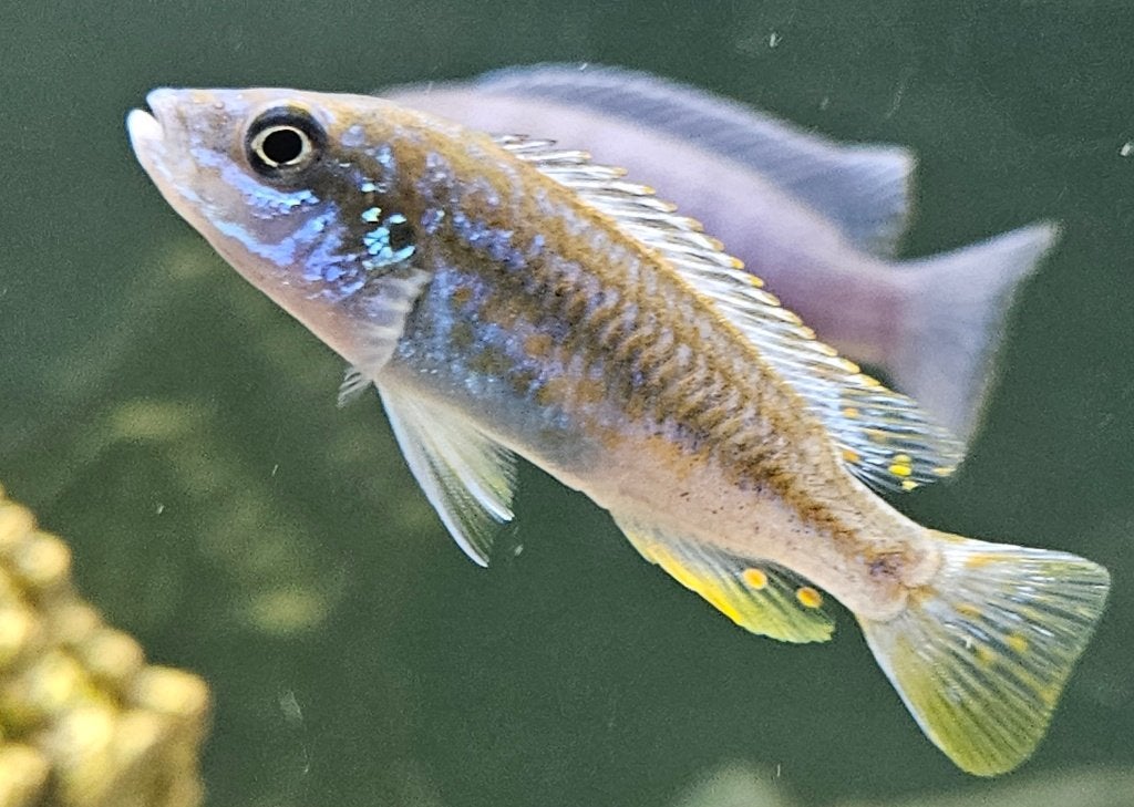 Perle ou likoma de l'île Labidochromis joanjohnsonae, Animaux & Accessoires, Poissons | Poissons d'aquarium, Poisson, Poisson d'eau douce
