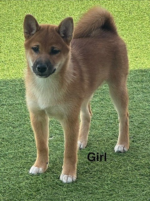 Shiba Inu teefje met stamboom ., België, Fokker | Hobbymatig, Overige rassen, 8 tot 15 weken