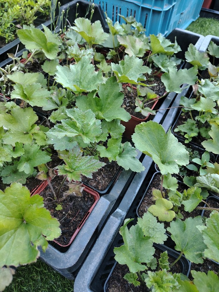 Anemone Whirlwind P9, Jardin & Terrasse, Plantes | Jardin, Plante fixe, Enlèvement
