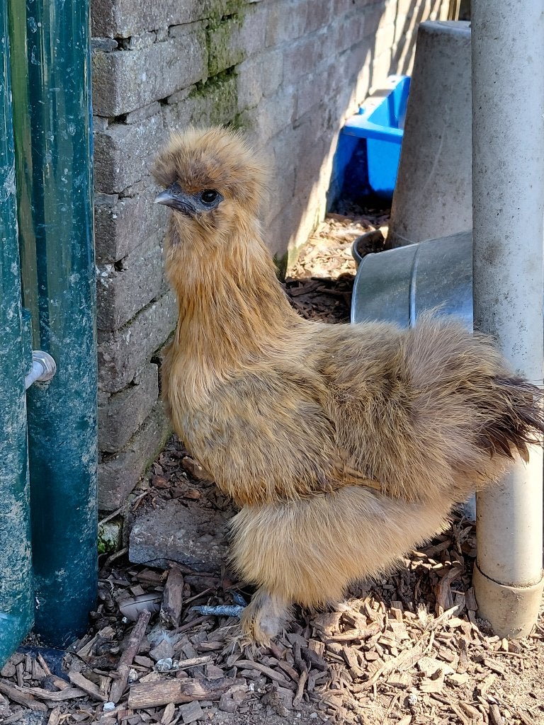 Zijdehoender Hennen, Dieren en Toebehoren, Vrouwelijk, Kip