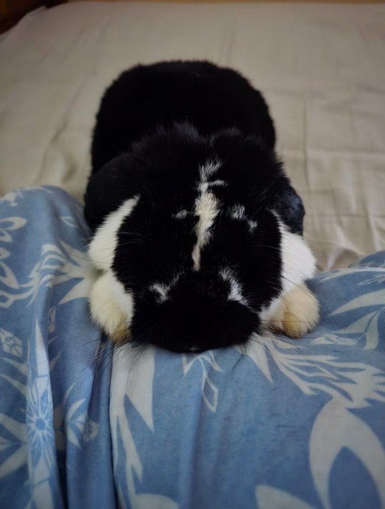 Lief konijnenkoppel zoekt een nieuw thuis, Dieren en Toebehoren, Meerdere dieren, Middelgroot, Hangoor, 3 tot 5 jaar
