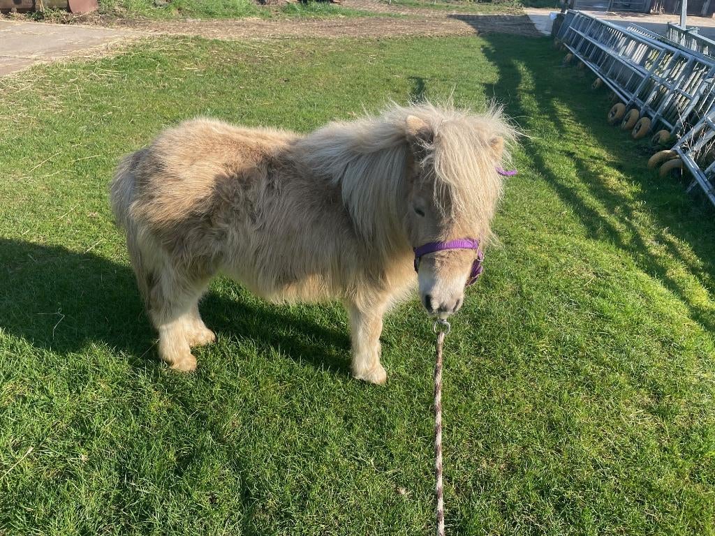 shetland, Plusieurs animaux, L, Poney A (jusqu'à 1.17 m), Avec pedigree