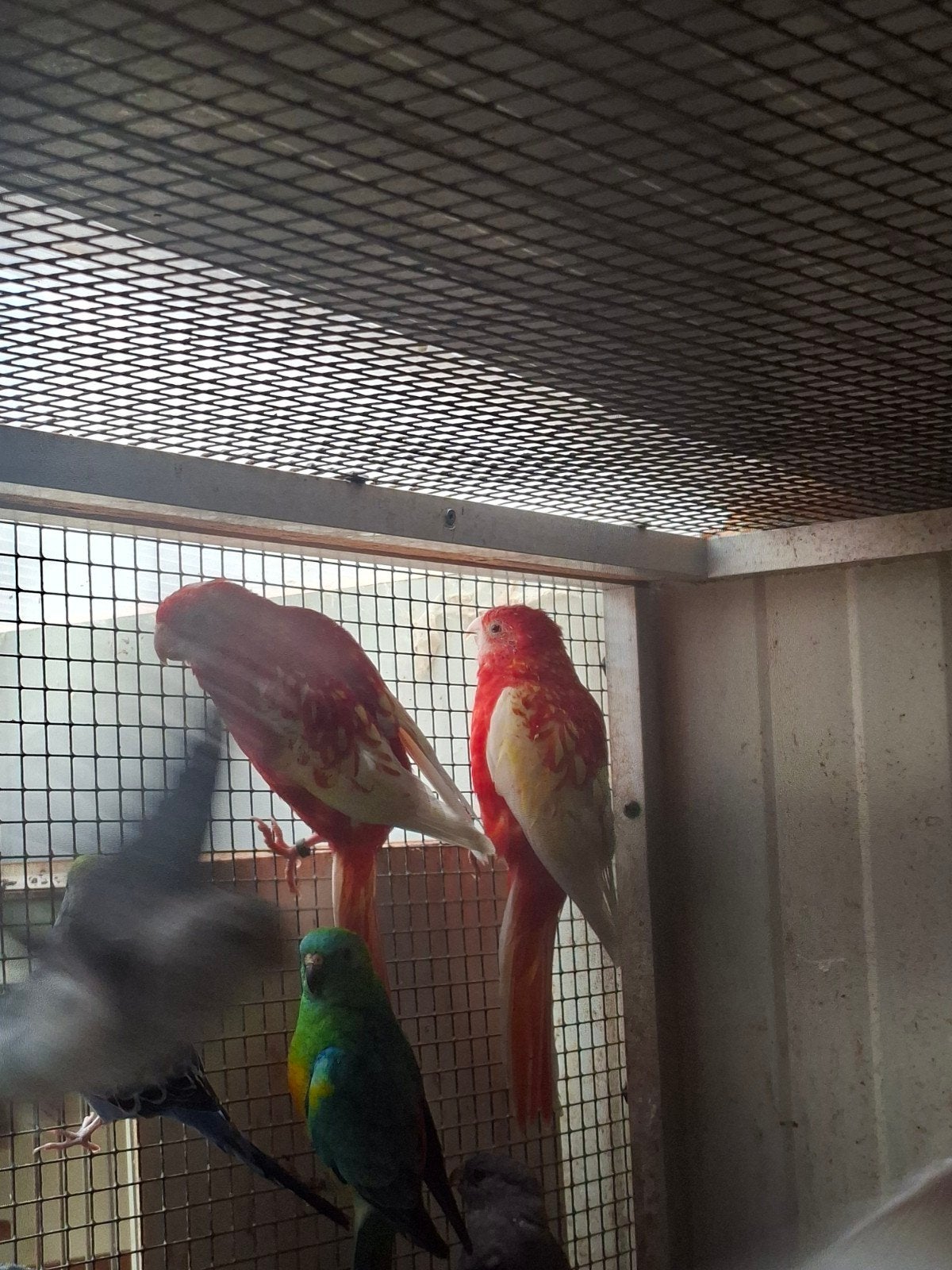 rosellas rubino   50euro stuk  jonge vogels, Dieren en Toebehoren