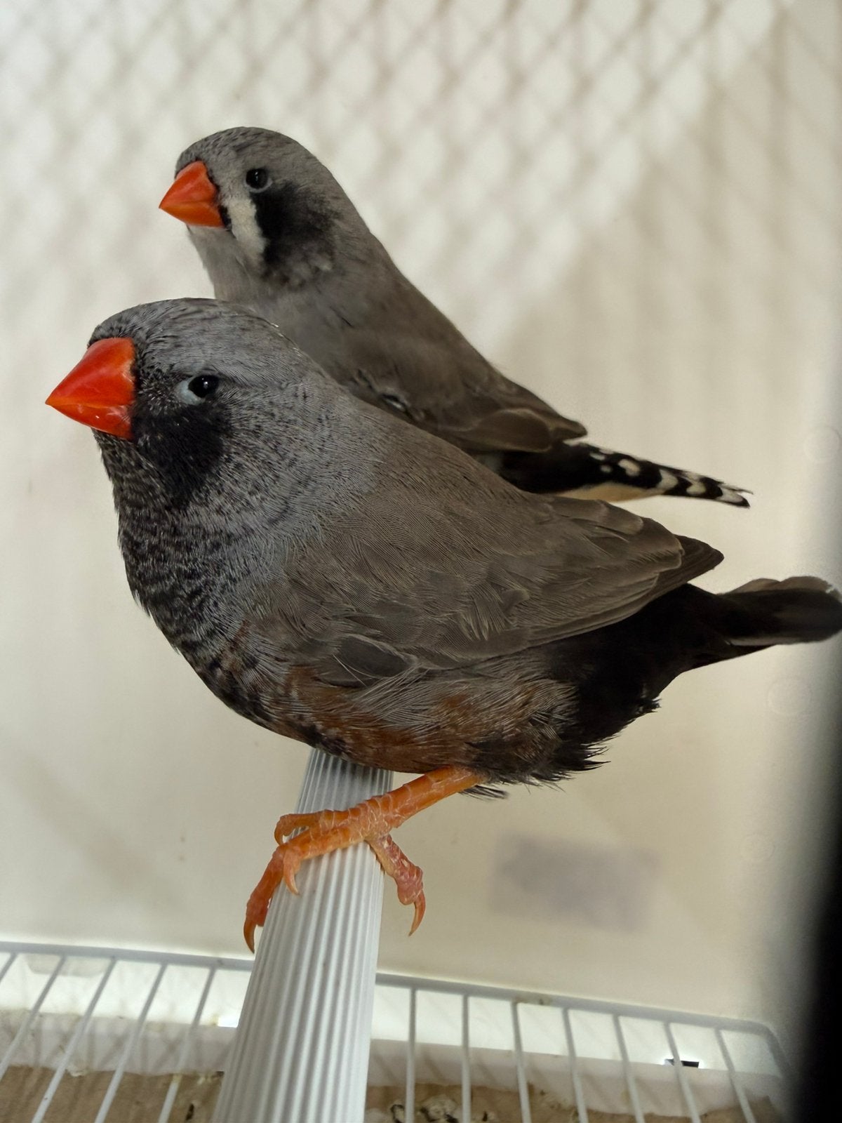 Koppel Charcoal grijs x zww split Charcoal grijs zebravink, Geringd