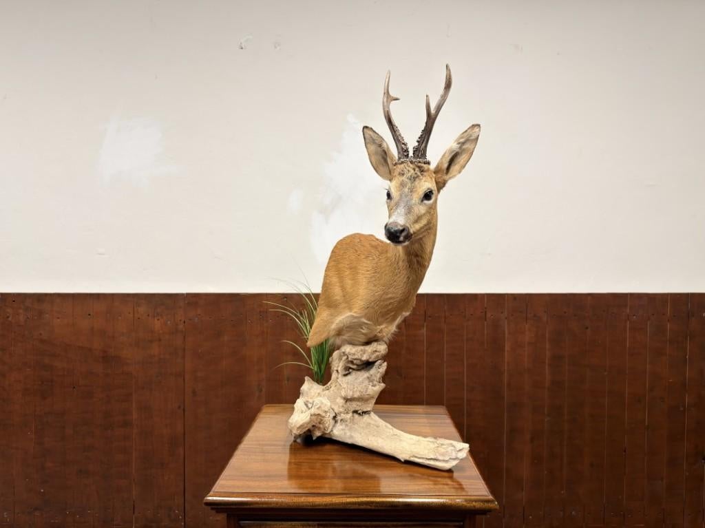 Taxidermie Opgezette Reebok op Hout, Antiek en Kunst, Ophalen