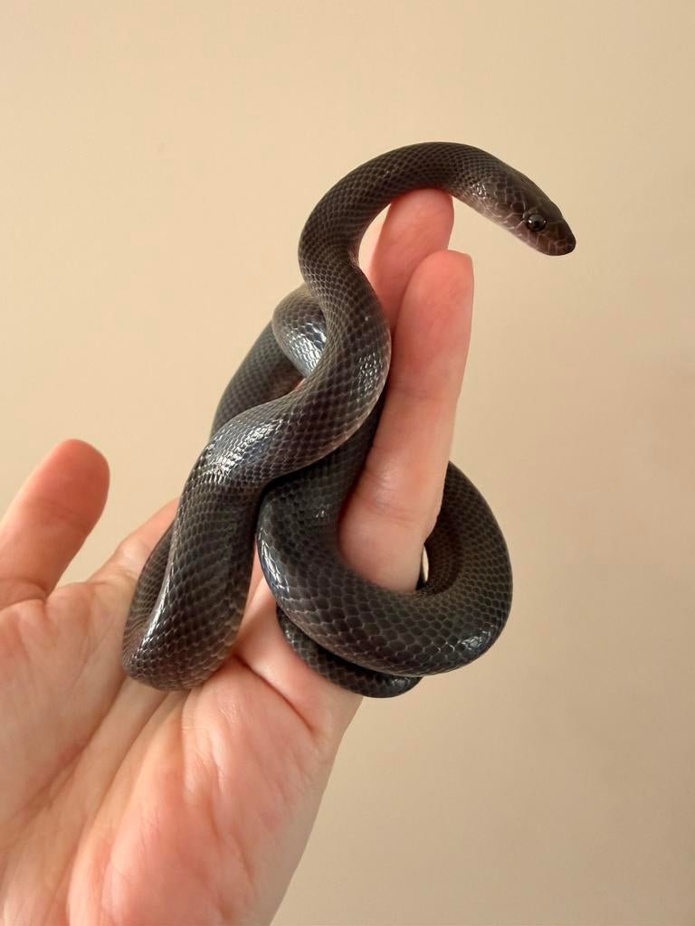 0.1 Afrikaanse huisslang (Boaedon fuliginosus) – vrouw, Dieren en Toebehoren, Reptielen en Amfibieën, Slang, Met terrarium