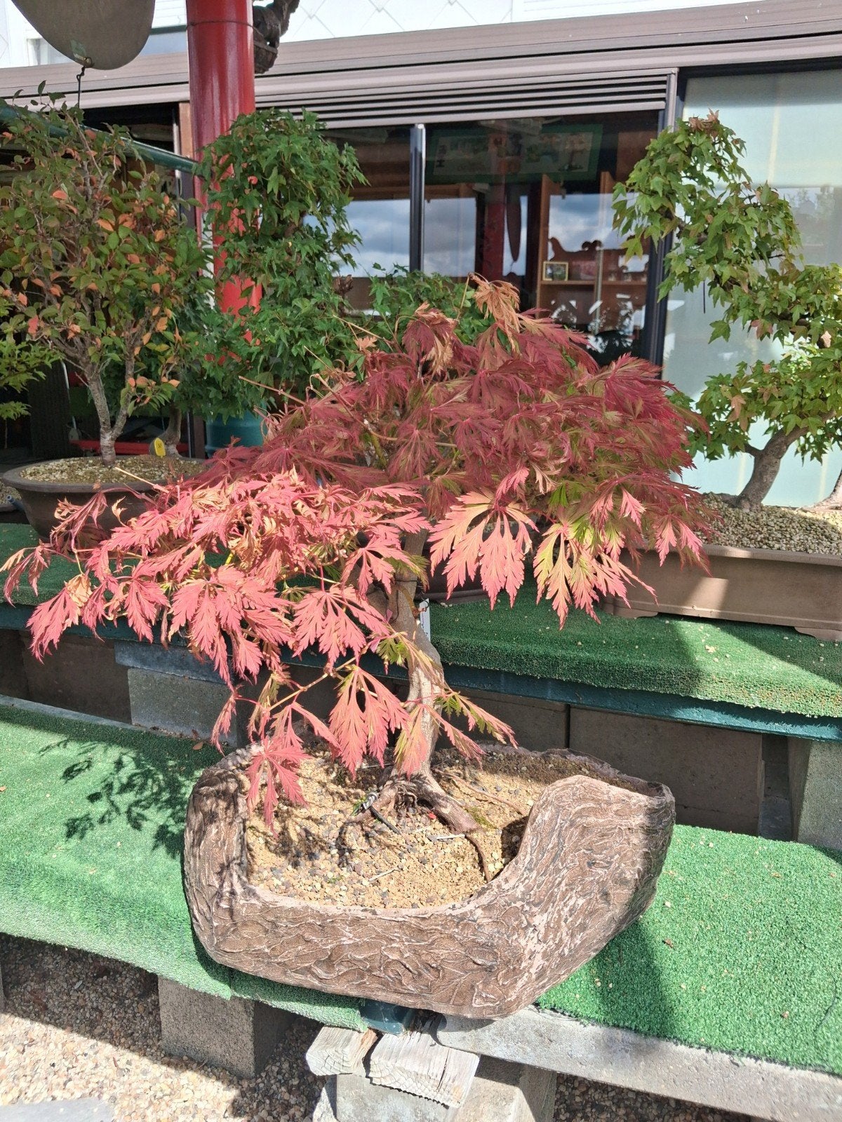 bonsaï, Jardin & Terrasse, Plantes | Arbres, Enlèvement ou Envoi