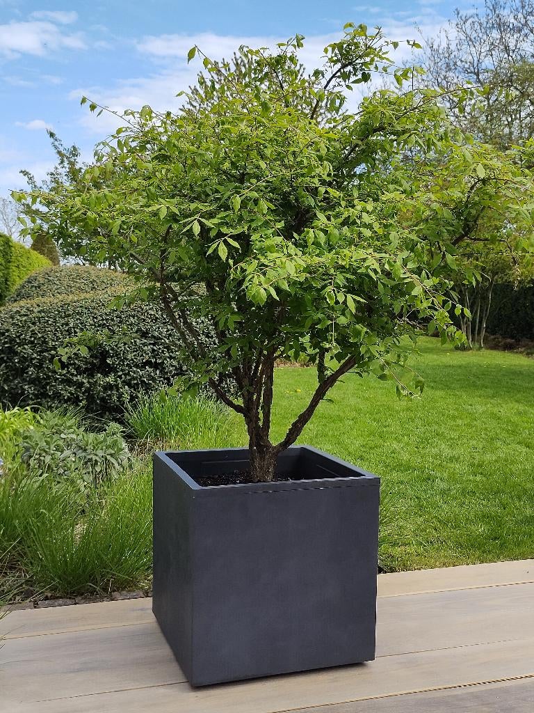 heester, Tuin en Terras, Halfschaduw, Overige soorten, Lente, 100 tot 250 cm