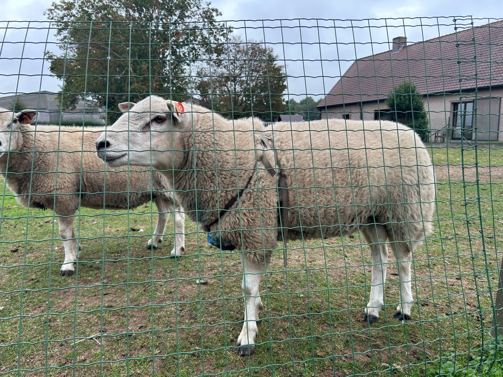 Swifter ram met stamboek, Dieren en Toebehoren