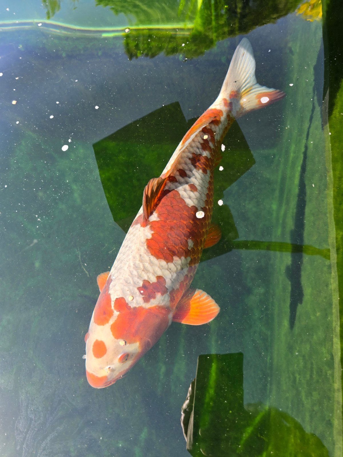 Maruten Ochiba Shigure 60-65cm, zeer mooi!