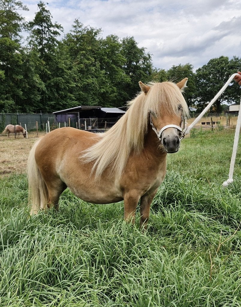 2 jarige mini shetlander, Avec pedigree, Poney de récréation, Poney A (jusqu'à 1.17 m), Ne s'applique pas