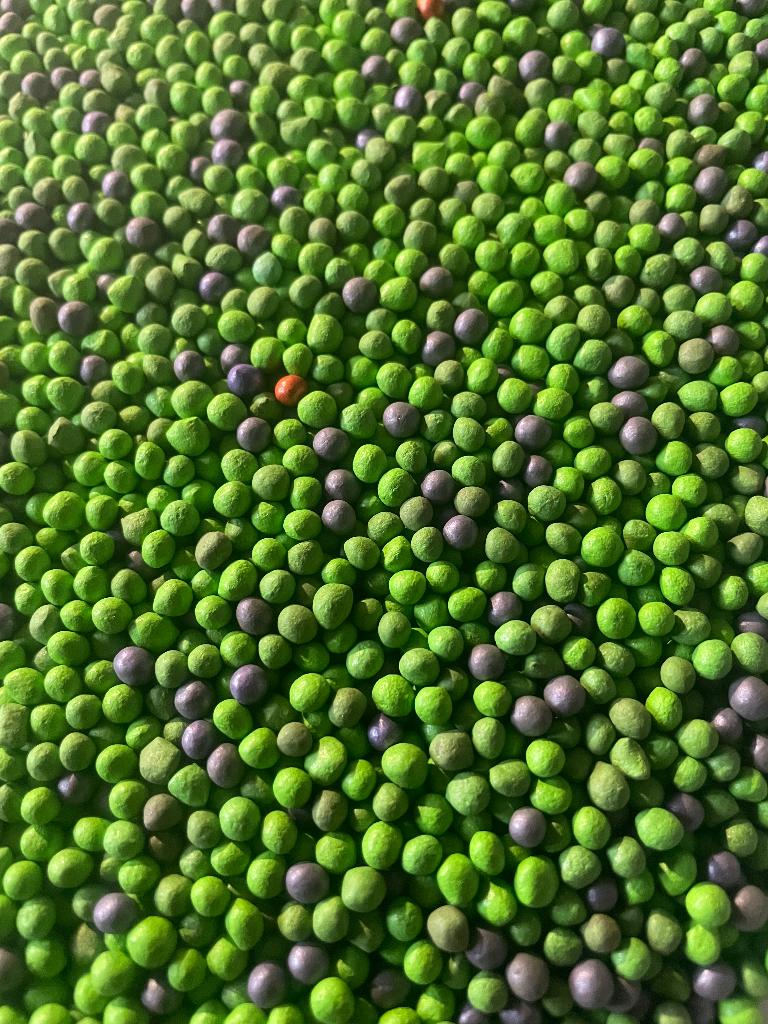 Voederbieten verkopen, Dieren en Toebehoren, Ophalen, Vee