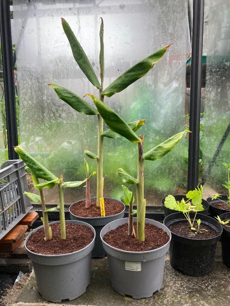 Plantes extérieures Hedychium gardnerianum, Enlèvement, Été, Plante fixe