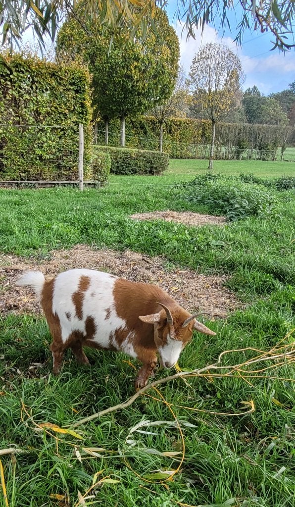 Dwerggeitje, Dieren en Toebehoren, Vrouwelijk, Geit, 3 tot 5 jaar
