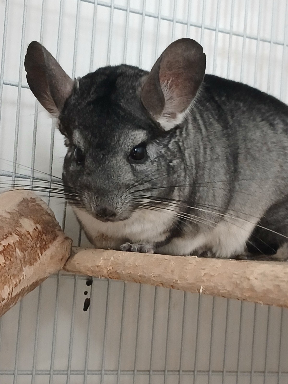 chinchilla, Chinchilla, Mâle, Juin, Domestique