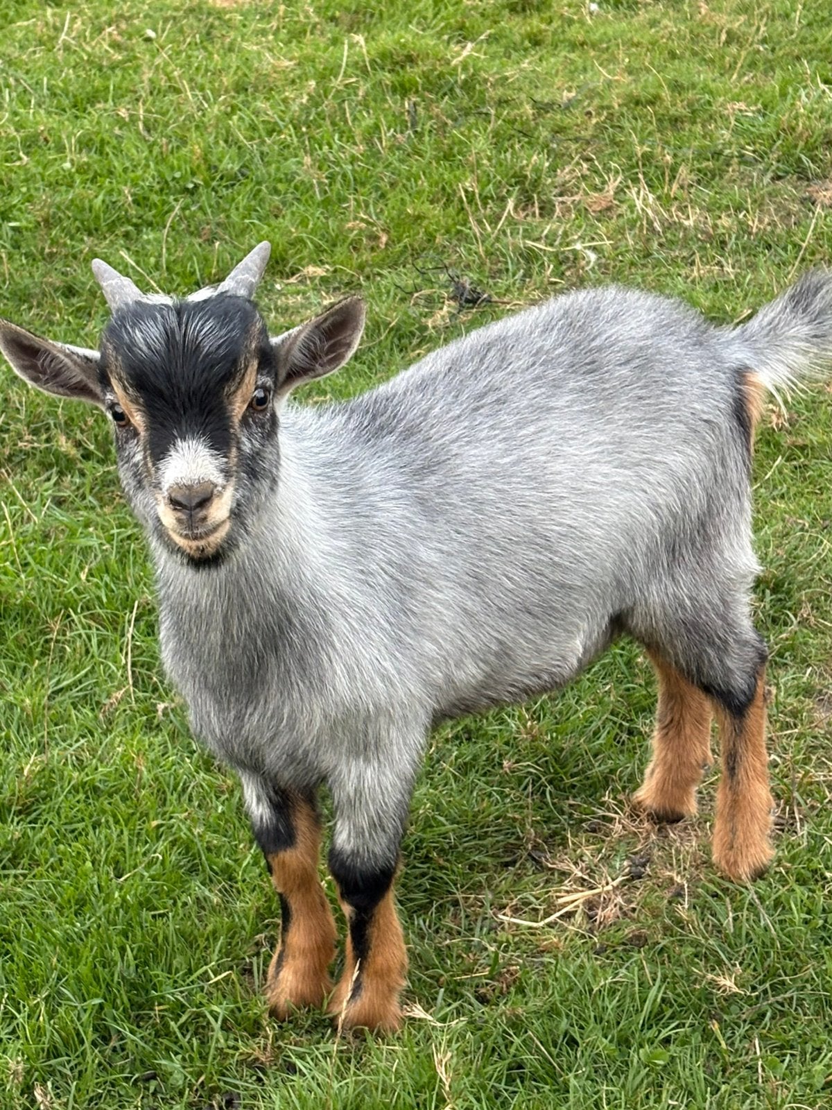 Blauwschimmel dwerggeit - bokje van 6 maand oud, Mannelijk, Geit, 0 tot 2 jaar