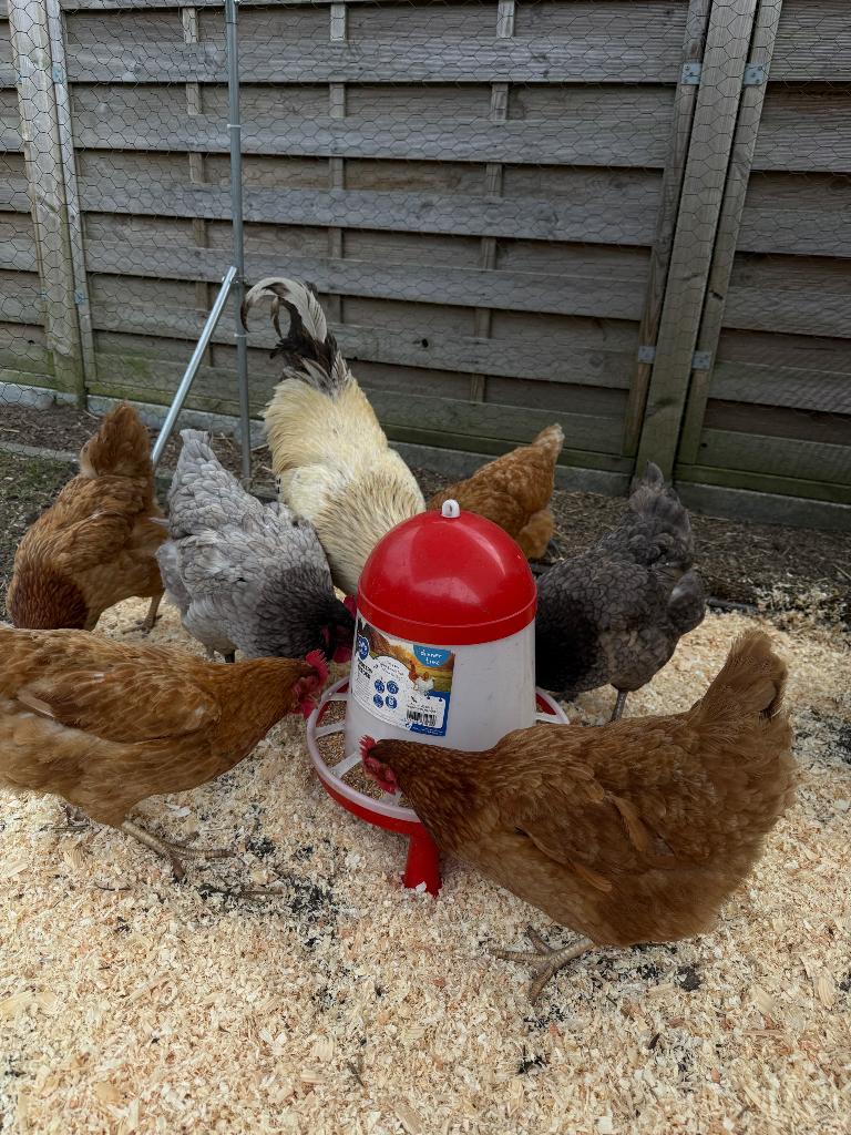 Kippen te koop, Dieren en Toebehoren, Meerdere dieren, Kip