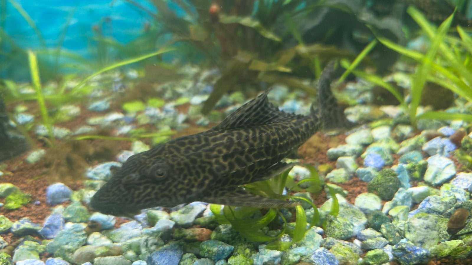 Pleco's te koop