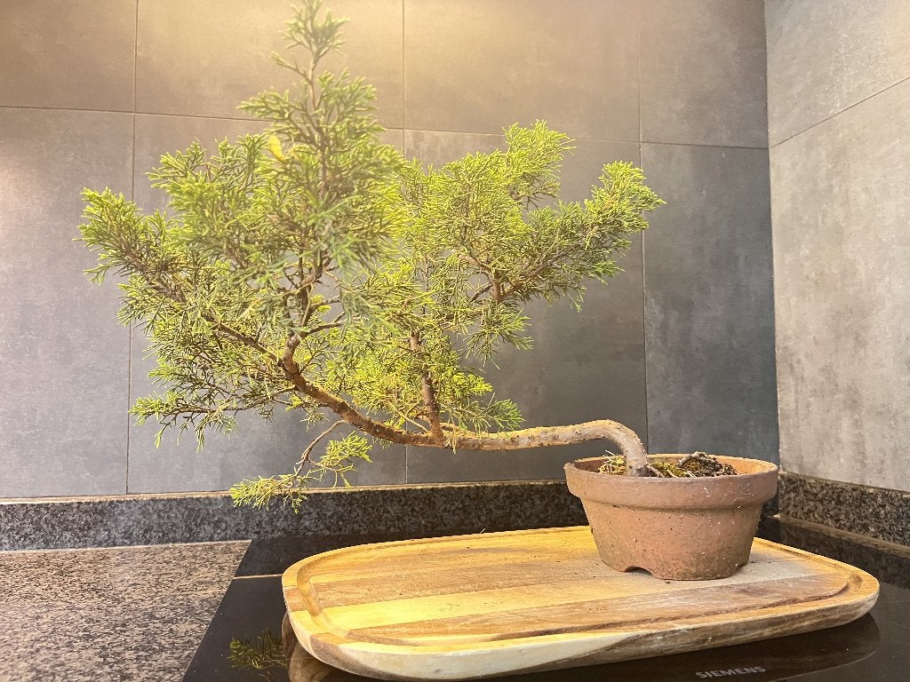 Pre-Bonsai Juniperus Itoigawa, Tuin en Terras, Ophalen, Conifeer, Struik, Minder dan 100 cm