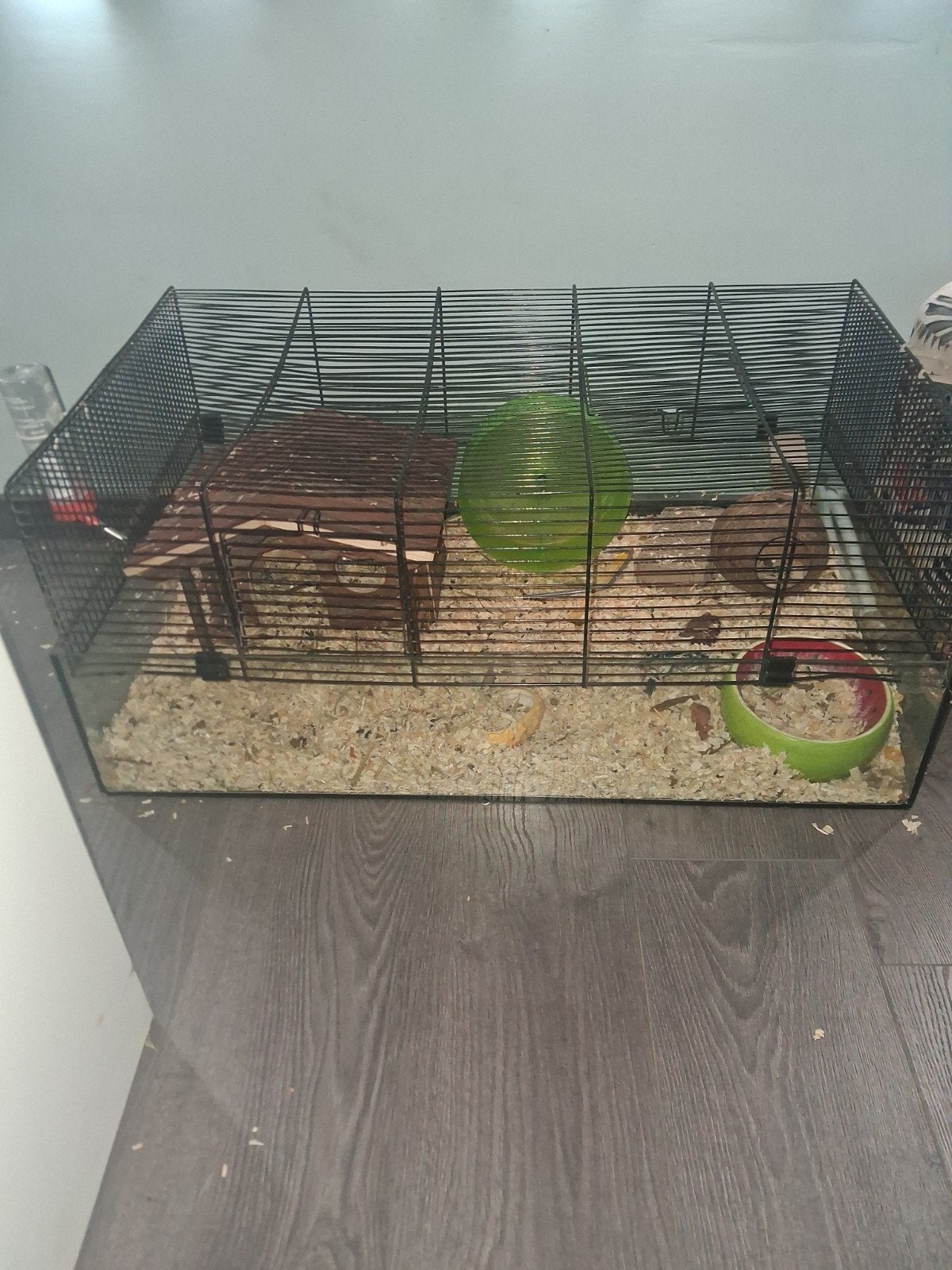 grote hamsterkooi /terrarium met goudhamster, Dieren en Toebehoren, Ophalen, Gebruikt, Kooi, Hamster