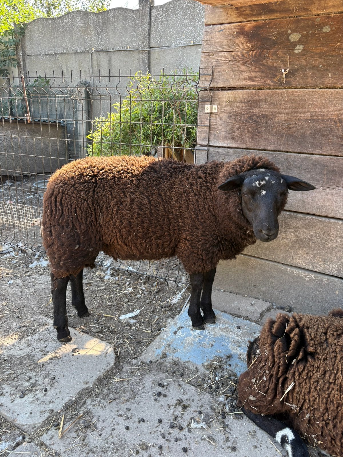 Ram lam, Mâle, Mouton, 0 à 2 ans
