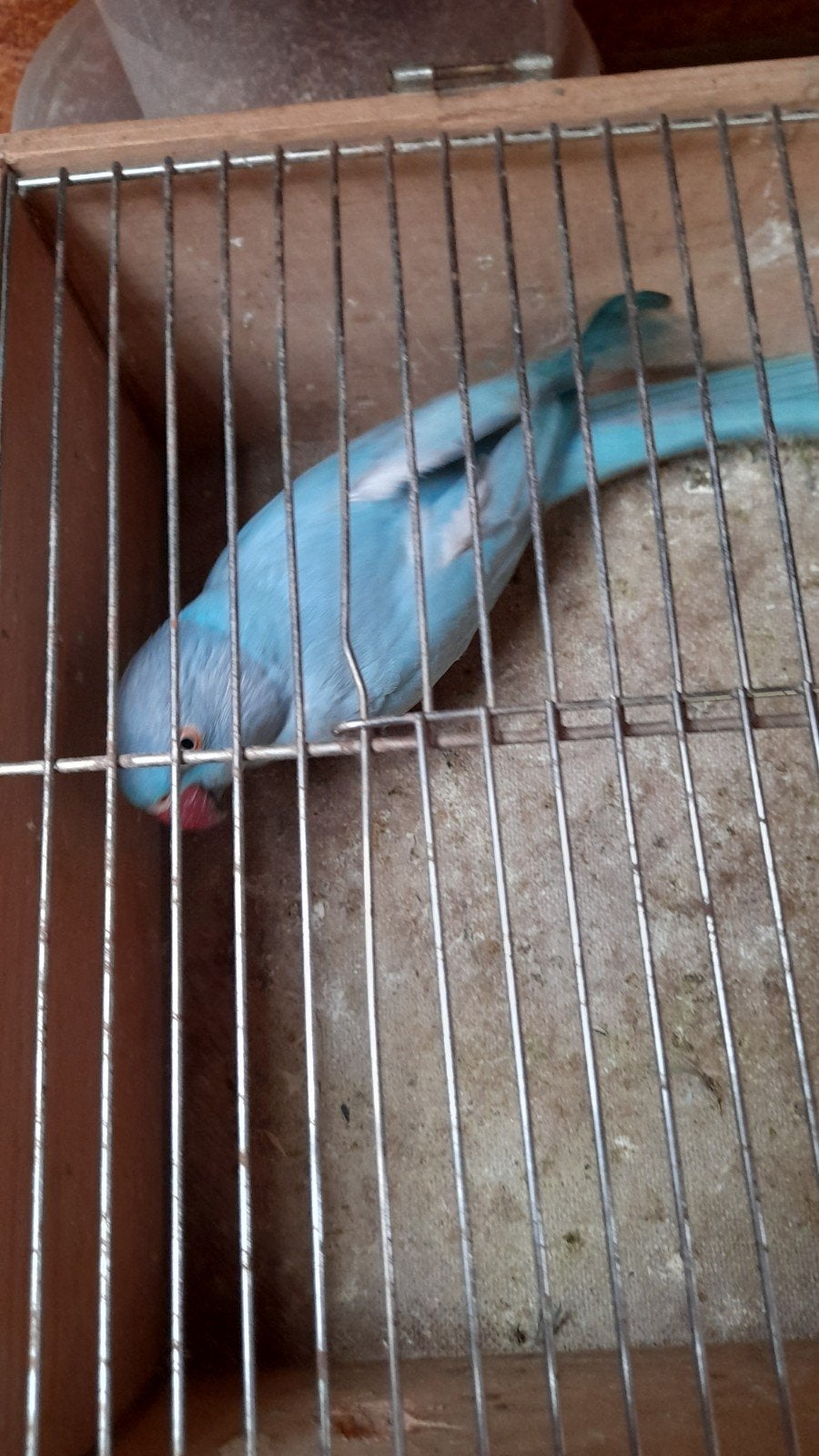 bewezen kweekkoppel halsband parkieten, Dieren en Toebehoren