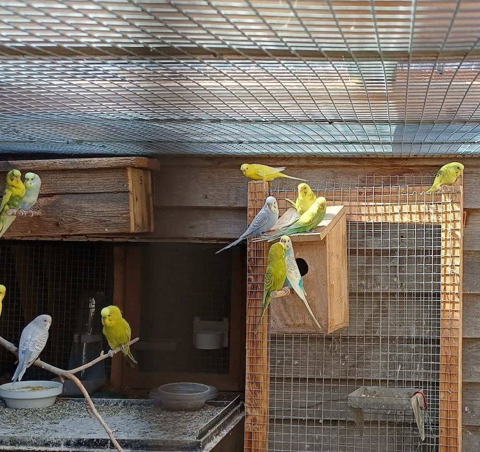 Grasparkieten in diverse kleuren, Meerdere dieren, Parkiet, Geringd