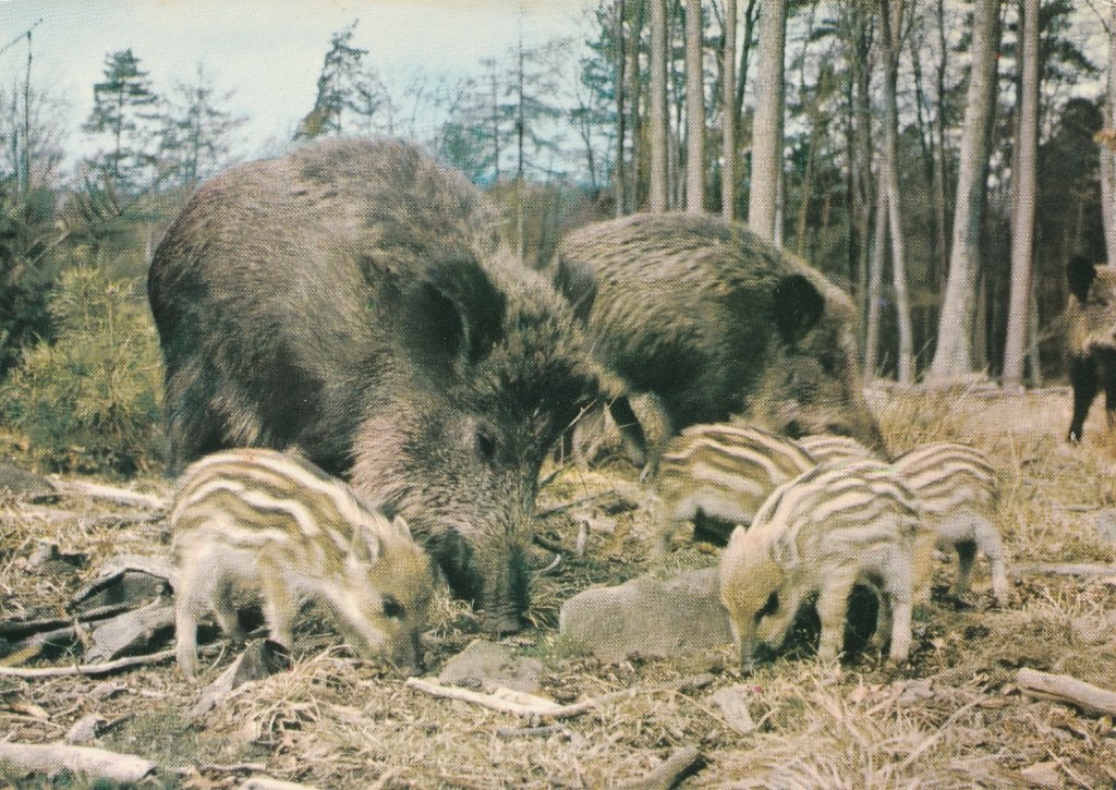 EVERZWIJNEN  met  BIGGEN, Ophalen of Verzenden, Ongelopen, Wild dier