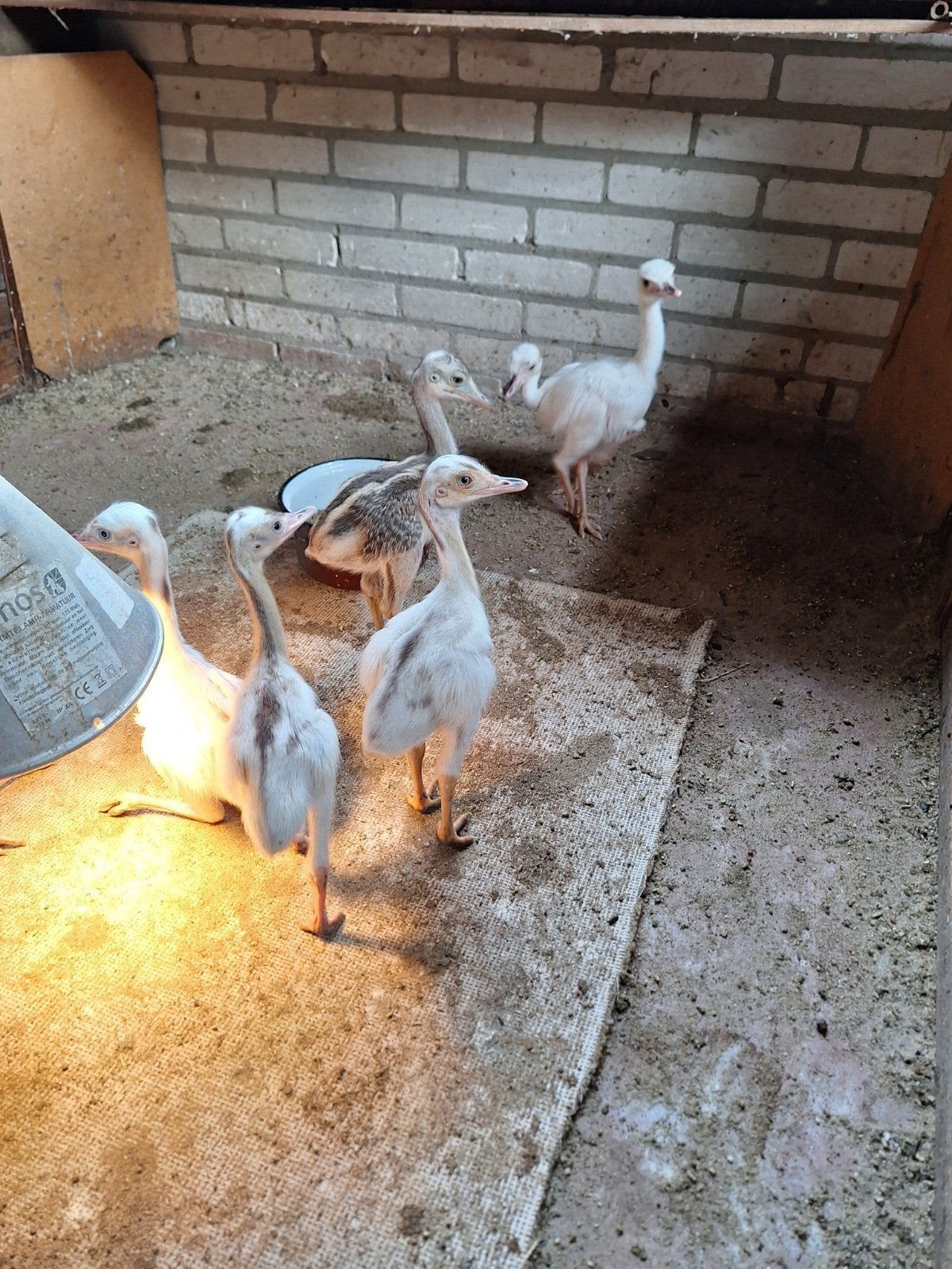 nandu, nandu, Plusieurs animaux, Autres espèces