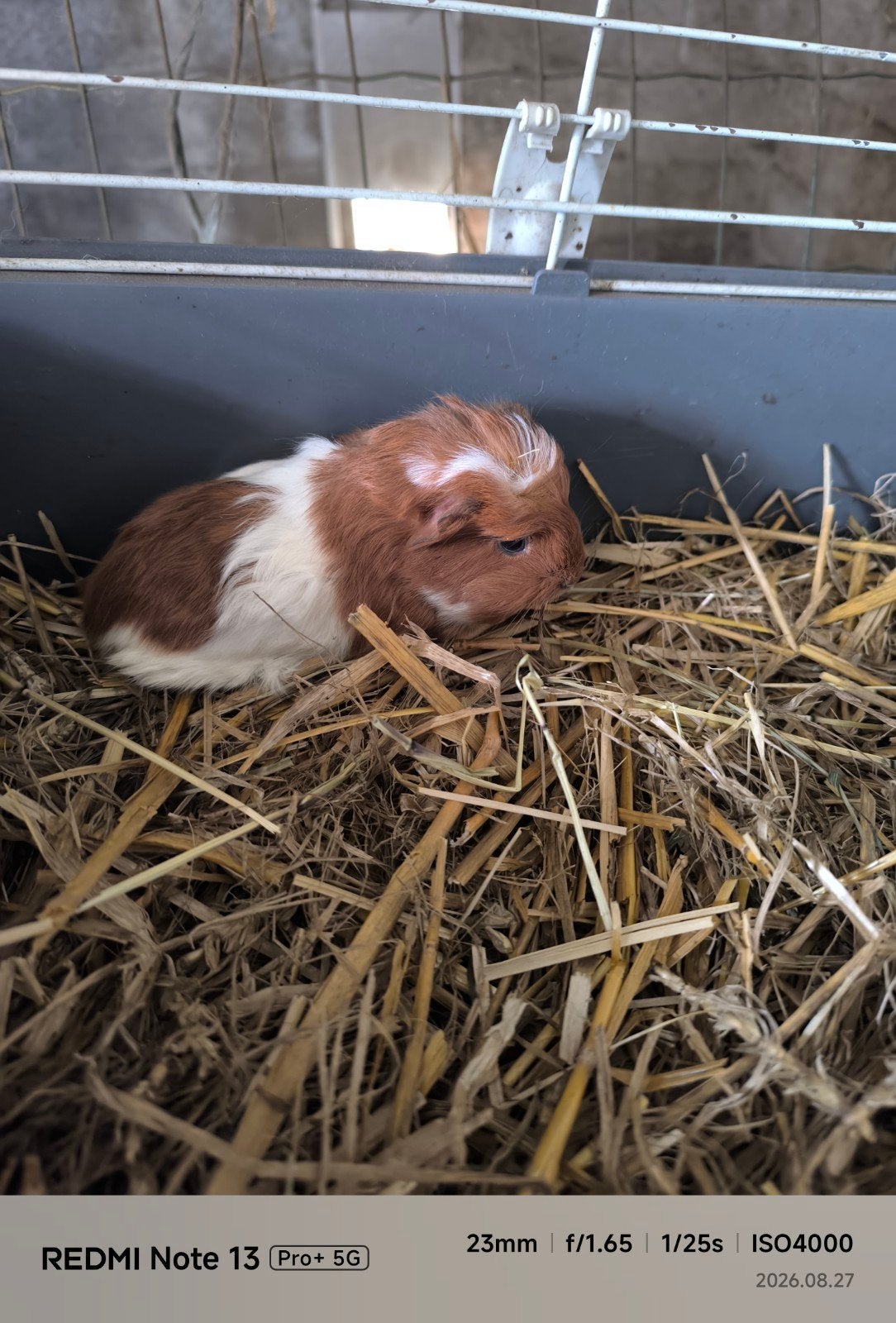 gezonde cavia's zoeken een goede thuis, Augustus, Meerdere dieren, Cavia