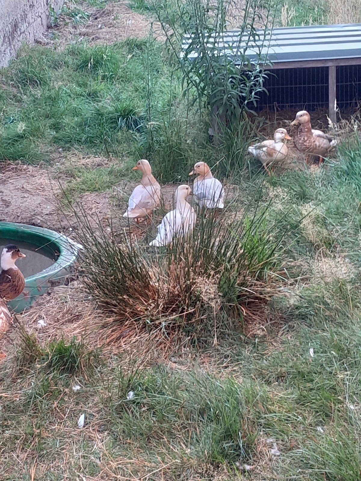 Hollandse kwakers, Dieren en Toebehoren, Pluimvee