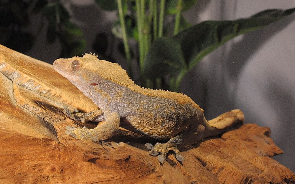Wimpergekko 16, Animaux & Accessoires, Reptiles & Amphibiens, Autres espèces, 0 à 2 ans