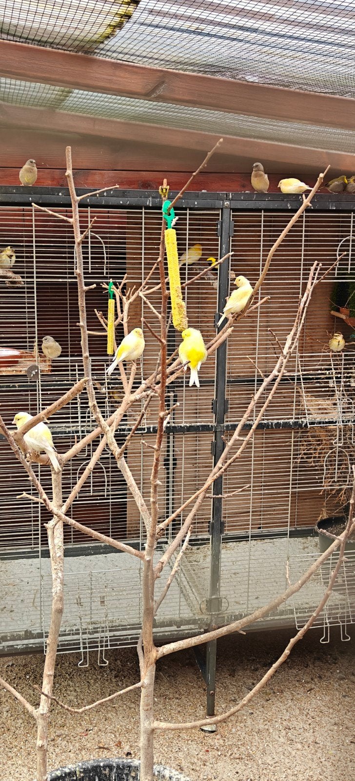 4 kanaries, Plusieurs animaux, Canari chanteur