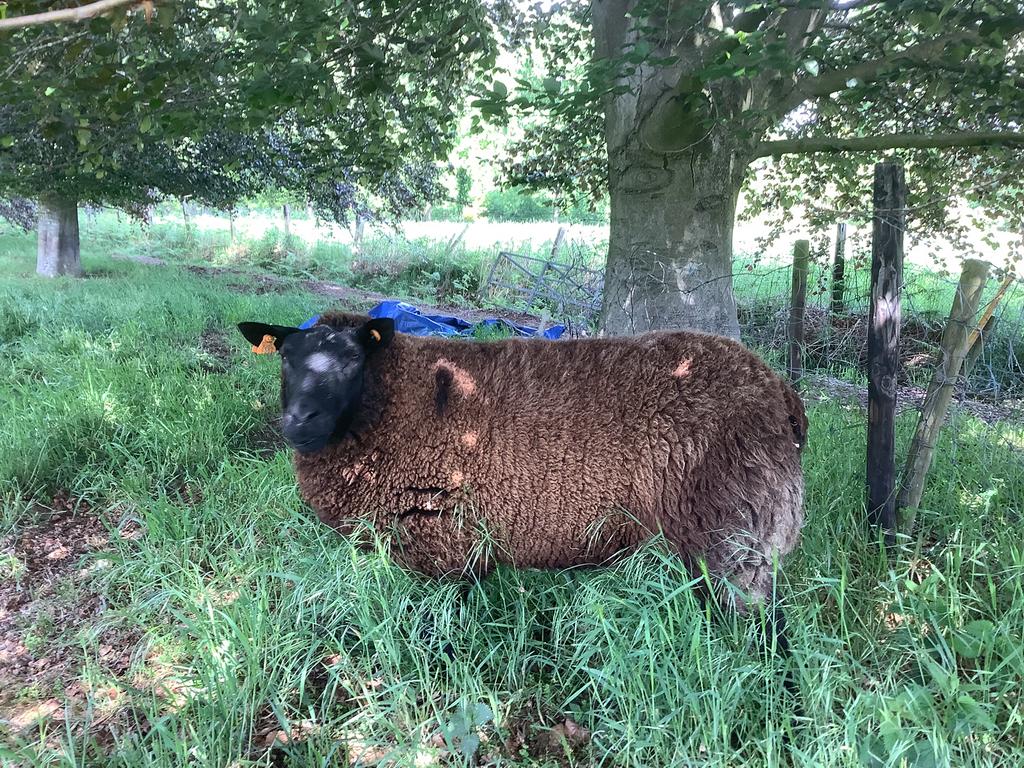 Schapen
