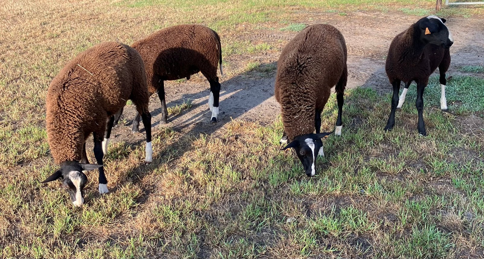 Zwartbles rammen, Dieren en Toebehoren, Mannelijk, Schaap, 0 tot 2 jaar