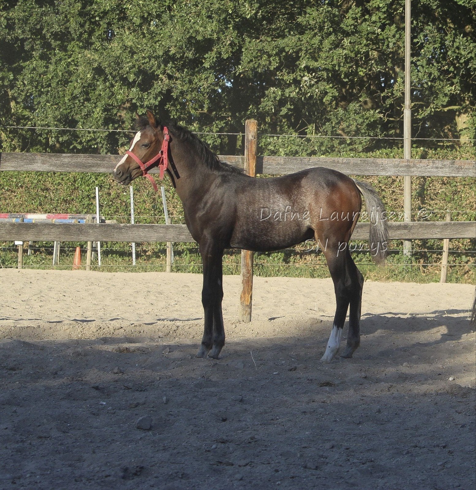 welsh hengst veulen  🩵🩵, Étalon, Non dressé, Moins de 160 cm, Avec pedigree